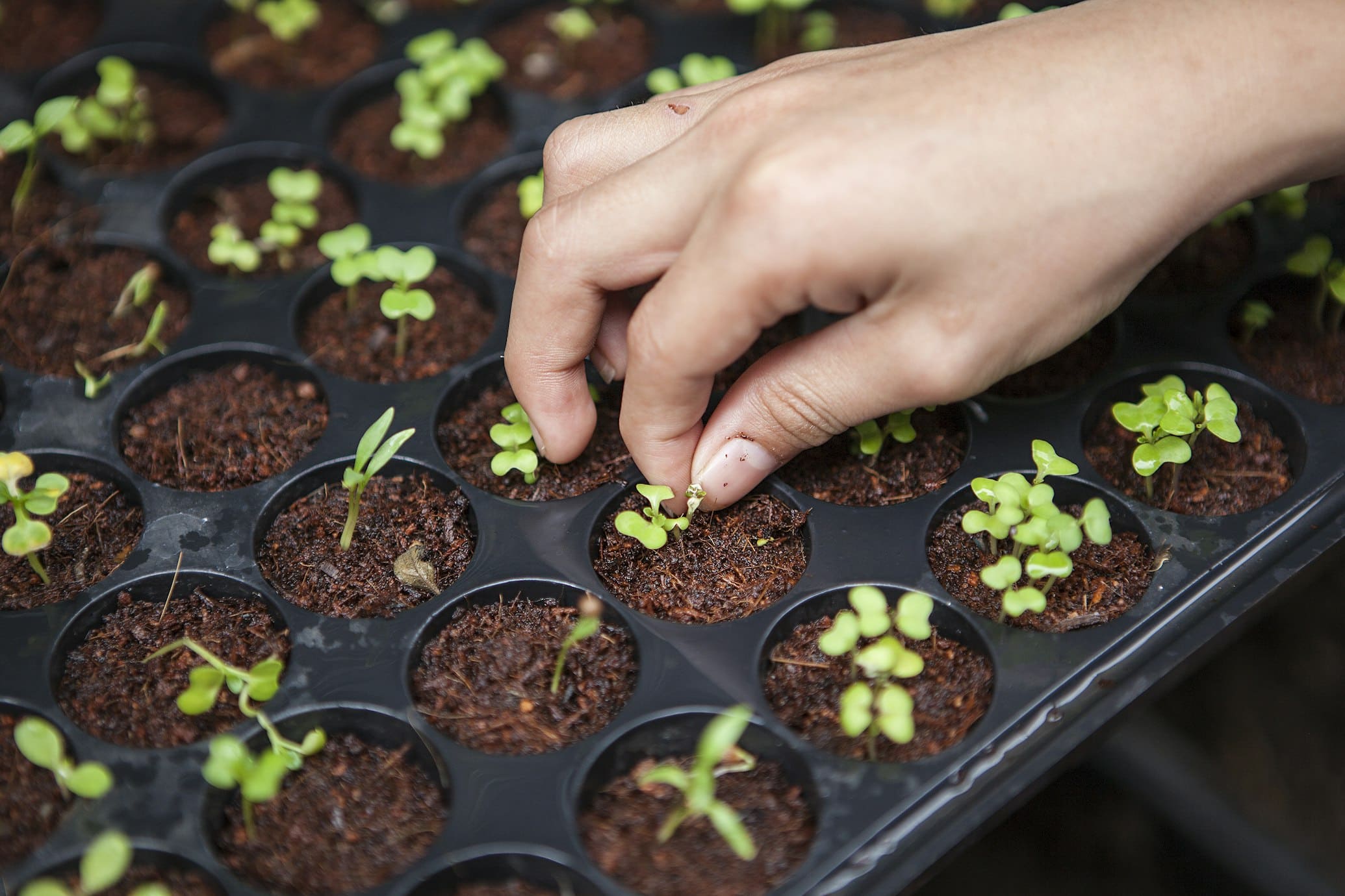US plant variety and plant patent protection — DuxLegis USA